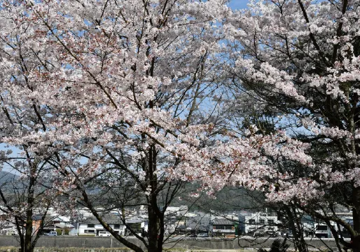 嵐山公園 桜